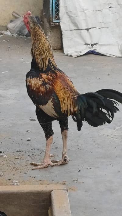 kaabli kabutar n aseel . murgha for sale