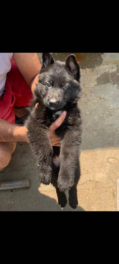 black Shepard male pup