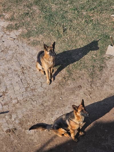 German shepherd beautiful pair