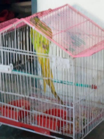 talking green rink neck parrot