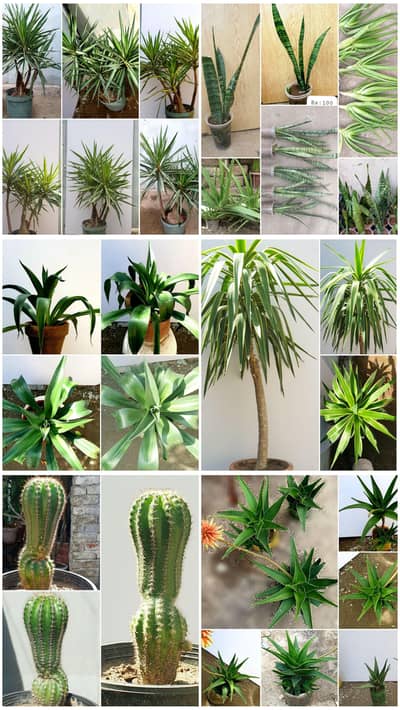 PLANTS SALE Yucca,aloe Vera, Cactus many more, Starts from 50rs.
