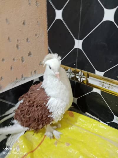 breeder frill back female