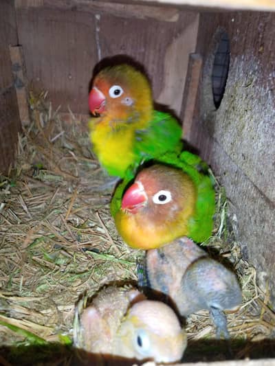 GREEN FISHER BREEDER PAIR FOR SALE