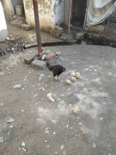 Hen for sale with child