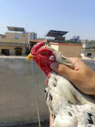 pair for sale with chick