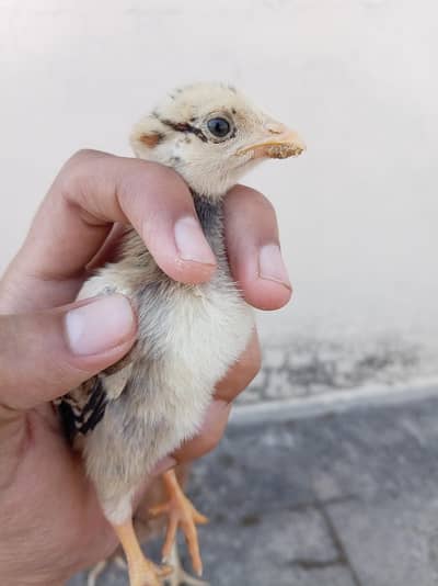 Aseel Chicks for Sale مناسب rate Whatsapp 03444594557