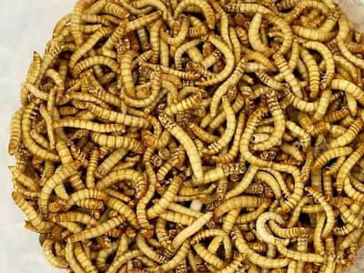 mealworms farming