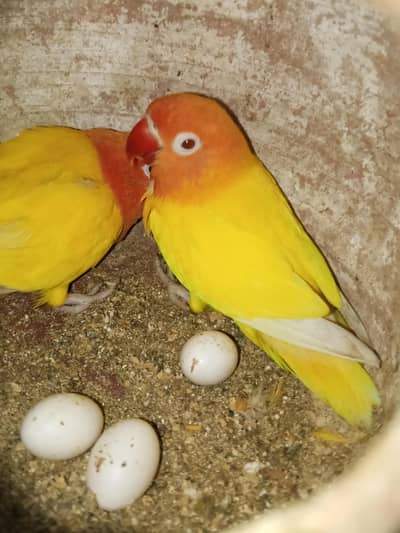 Lotion Fishri Red Eyed Slipt Blue Or Dec Opline Female