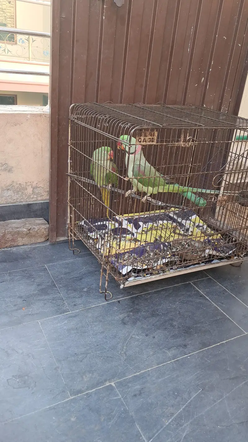 sale of raw pair parrot