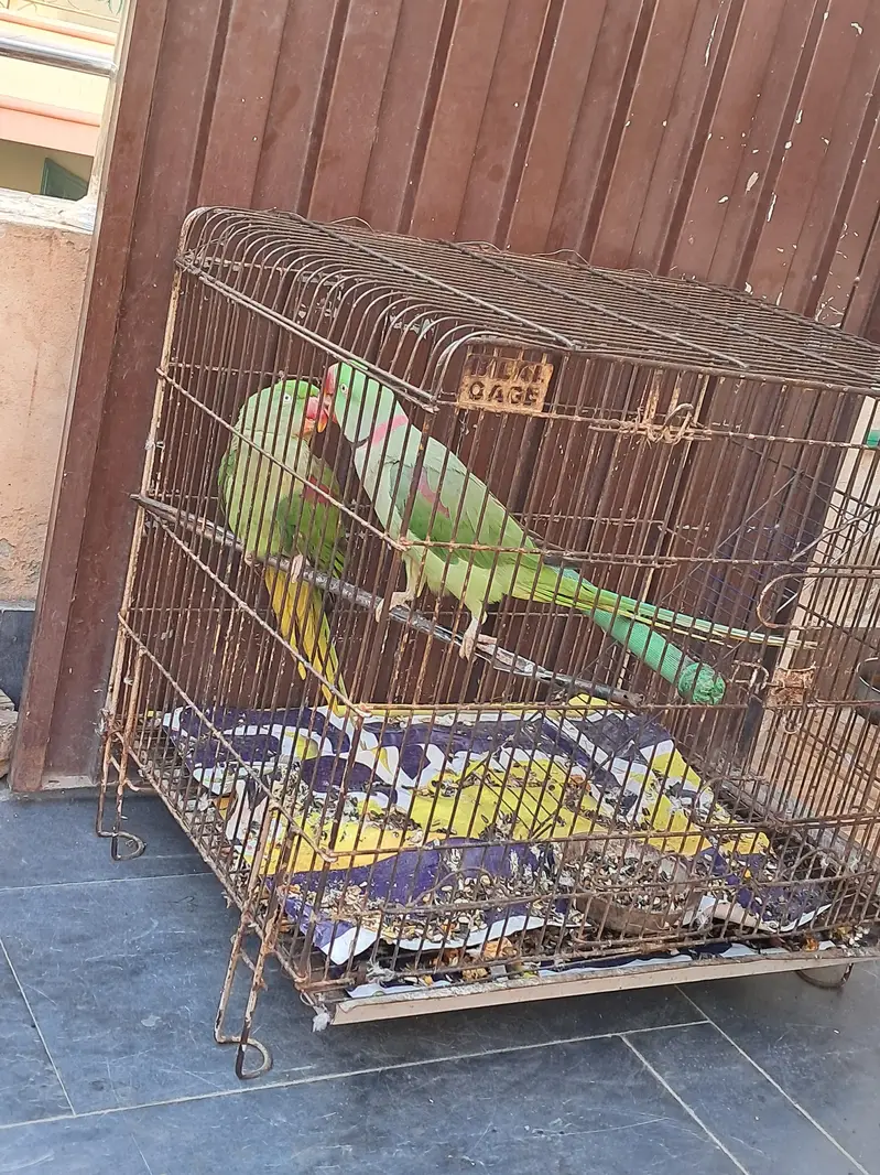 sale of raw pair parrot — photo 2