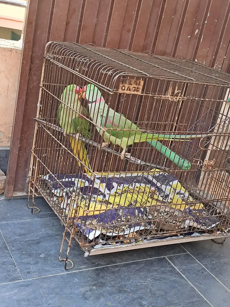 sale of raw pair parrot — photo 3