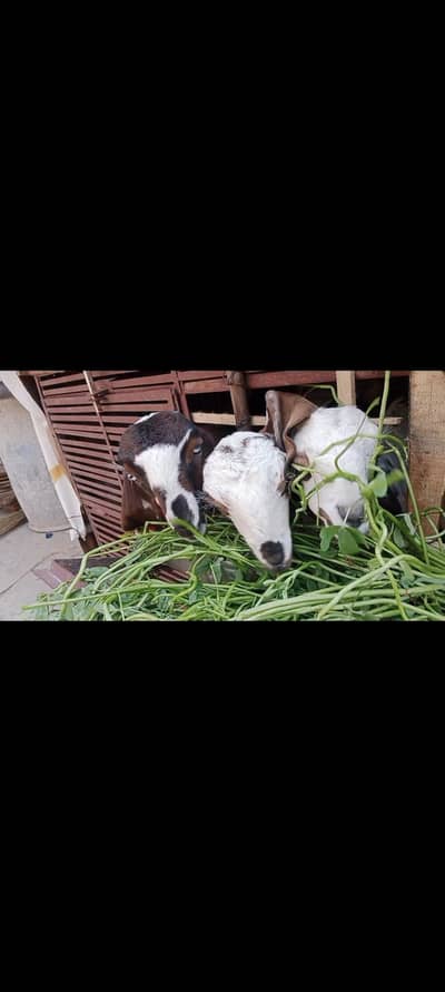 3 Male bkrye beetal  breeder ke