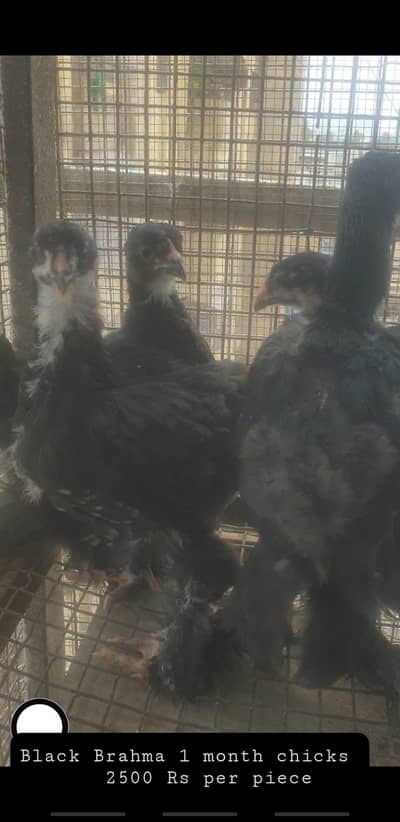 Black Brahma chicks
