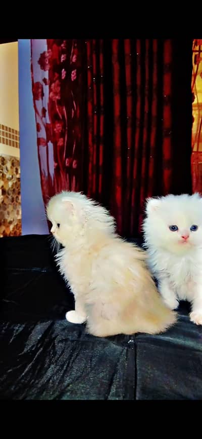 2 persian kittens for sale age 35 days