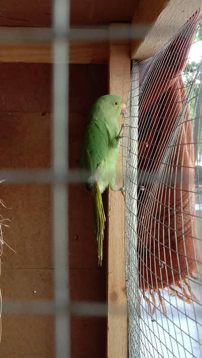 Green Ringneck Parrot for Sale, Healthy Bird, Islamabad