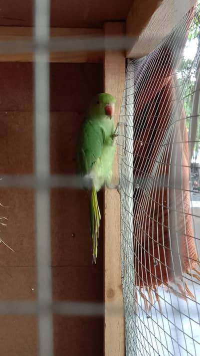 Green Ringneck Parrot for Sale, Healthy Bird, Islamabad