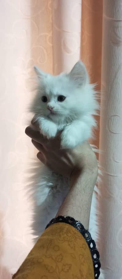 Persian kittens triple coat grey eyes trained
