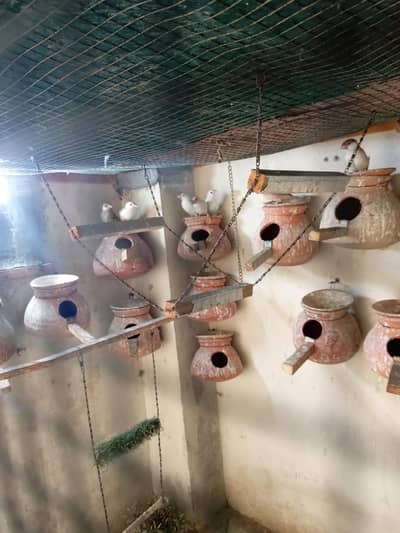 fown java 03181062909