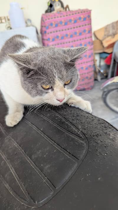 Persian Cross Male for adoption