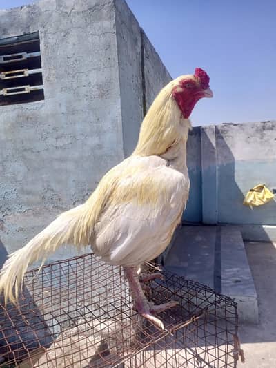 high quality aseel heera 0312(52021o1)