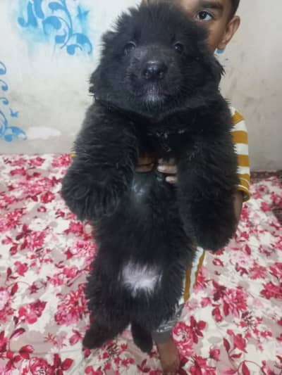 German Shepherd FCI bloodline pup 03014615555