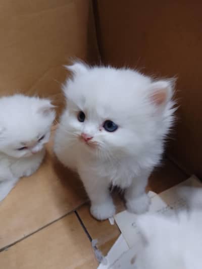Persian kittens punch face doll face triple coated black  white