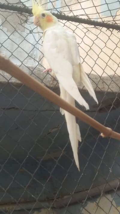 Cockatiel - Java - Finch - khumray