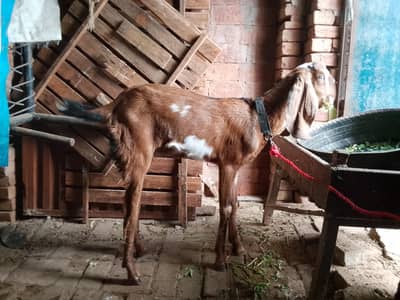 Pure Nagri Mooh sy 2 Dant hn  for sale