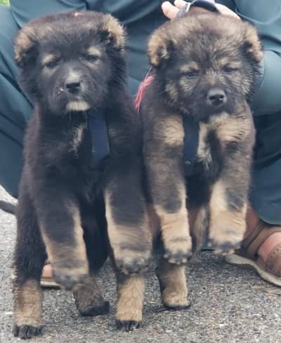 Afghan kuchi pair age 2 month for sale