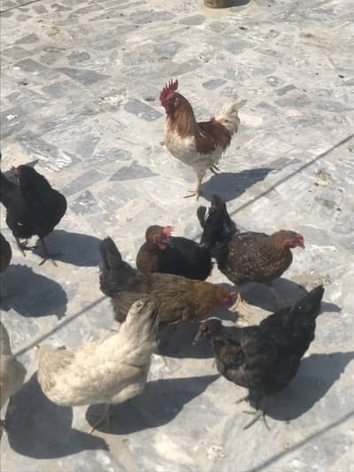 Desi Hens (Egg laying)