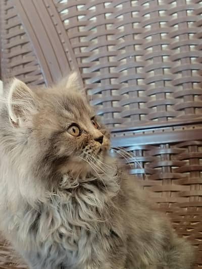 black. white Brown color