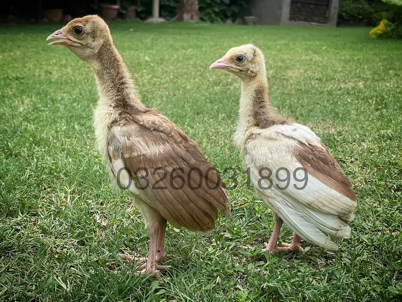 Peacock Chicks | مور کے بچے | Healthy Pure Breed | Delivery Available
