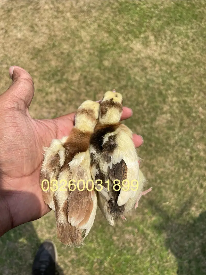Peacock Chicks | مور کے بچے | Healthy Pure Breed | Delivery Available — photo 3