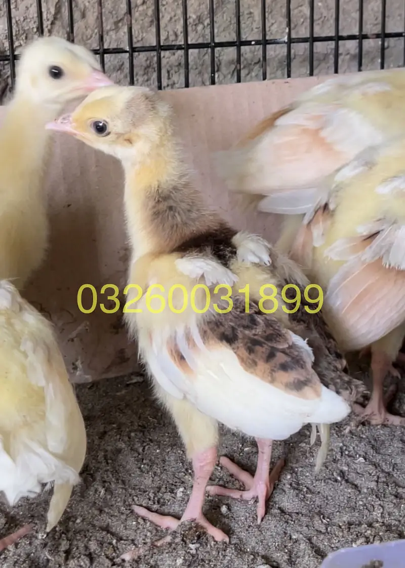 Peacock Chicks | مور کے بچے | Healthy Pure Breed | Delivery Available — photo 4