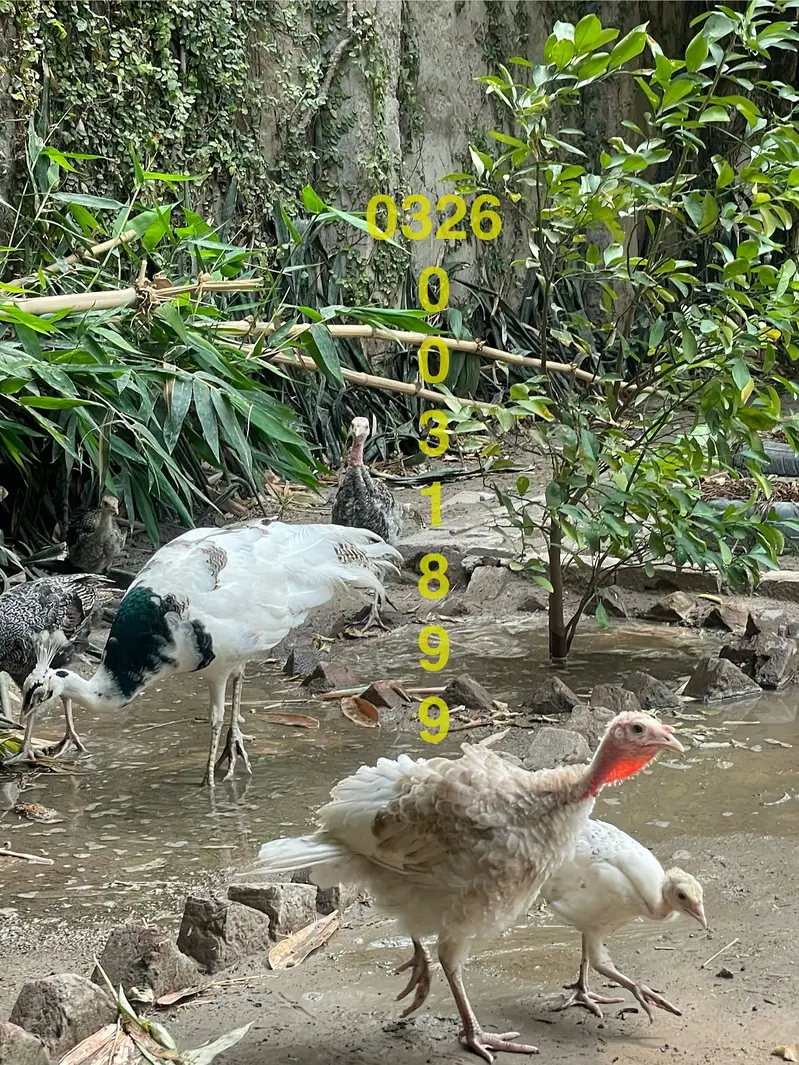 Peacock Chicks | مور کے بچے | Healthy Pure Breed | Delivery Available — photo 5