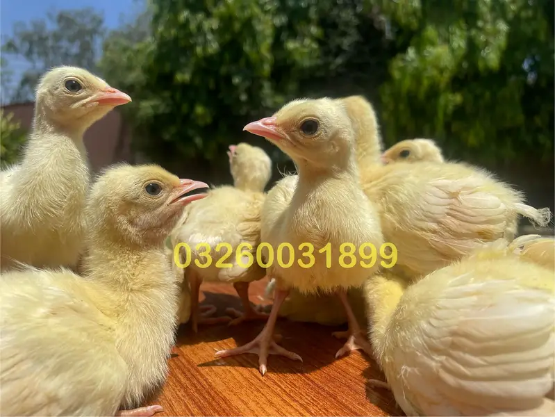 Peacock Chicks | مور کے بچے | Healthy Pure Breed | Delivery Available — photo 6