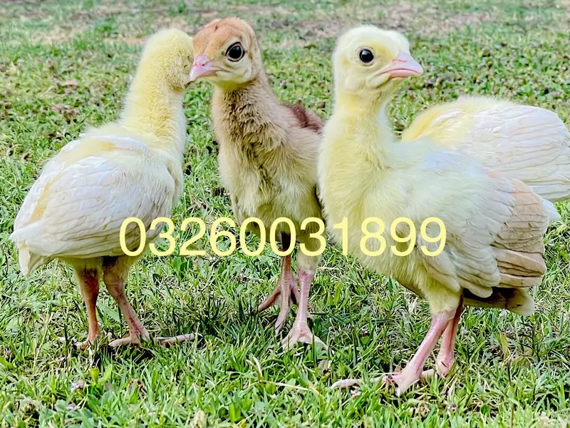 Peacock Chicks | مور کے بچے | Healthy Pure Breed | Delivery Available — photo 7