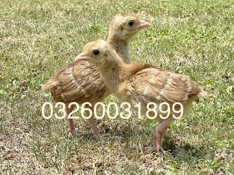 Peacock Chicks | مور کے بچے | Healthy Pure Breed | Delivery Available — photo 8