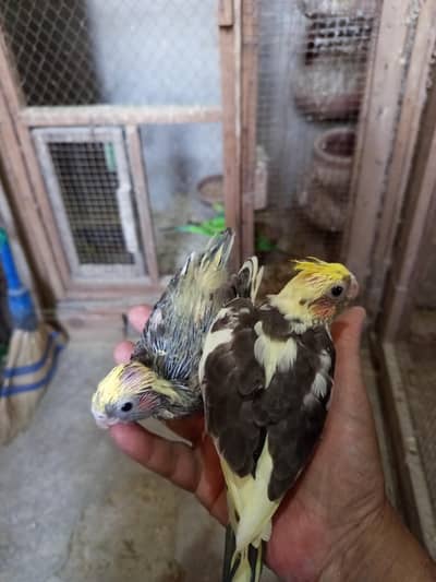 Tame beauty Tame cocktail