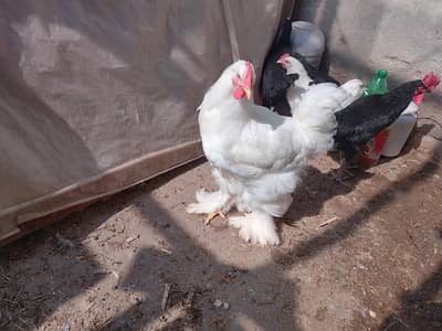 white heavy buff male . golden buff Cochin  chicks and eggs .