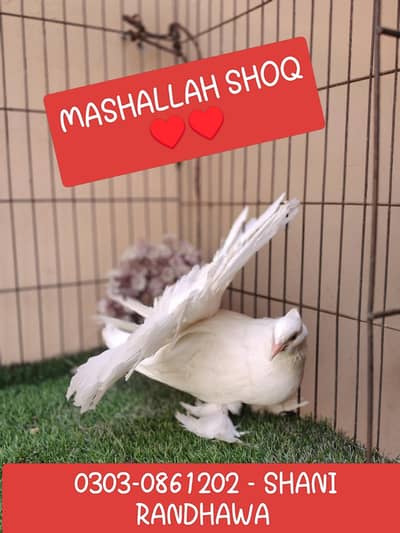 white American single piece  0 Kali