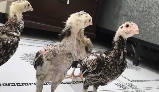 pure aseel chicks| king size white shamo|black dragon chicks|Mianwali