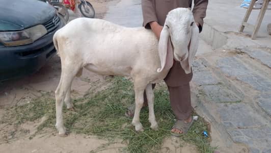 larkana breeder
