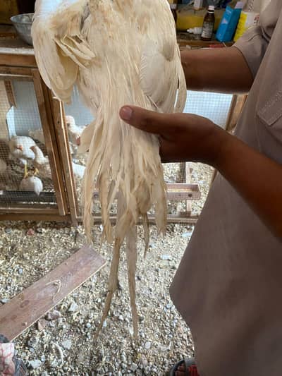 healthy and active vaccination mukmmal hai 03114649855