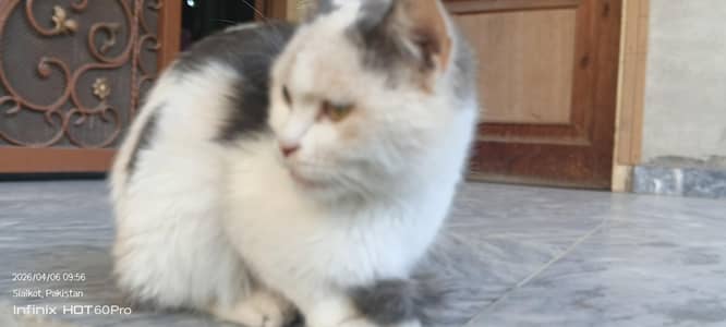 parsion cat female singal coat