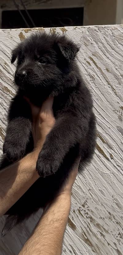 TOP QUALITY BLACK GERMAN SHEPHERD PUPPIES FOR SALEE
