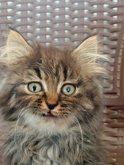 black. white Brown color