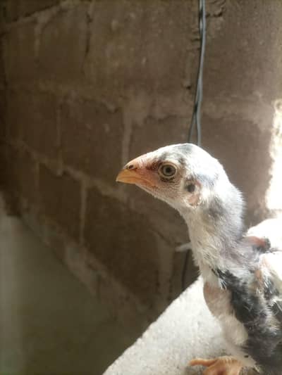 German o shamo chicks 1 month