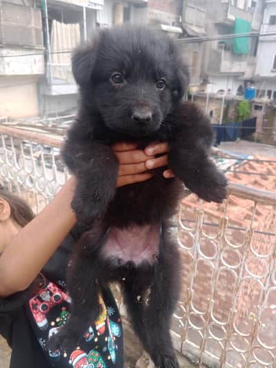 long coat black shepherd female puppy