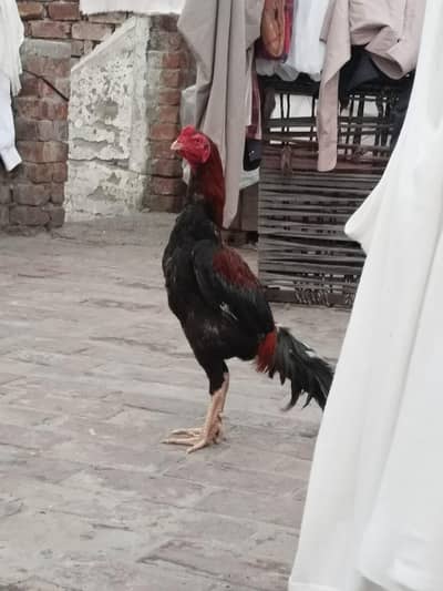 Aseel Pair and Chicks